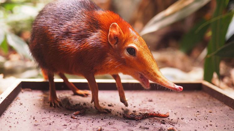 Rotschulter-Rüsselhündchen Rina - Foto: Zoo Leipzig