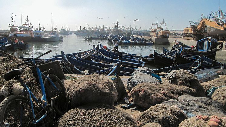 Av mer än 750 utvärderade hamnar runt om i världen, ansågs nästan hälften vara förknippade med risk för illegalt fiske eller tvångsarbete. Foto: Gunnar Aneer/azotelibrary.com