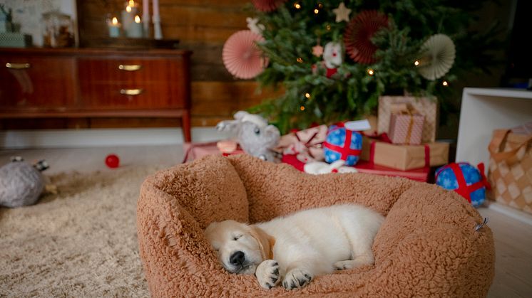 En hunderbar jul – 9 av 10 får en djurklapp