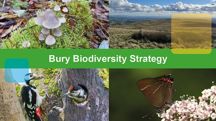 Have your say on a biodiversity strategy for Bury