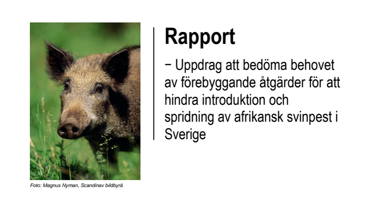 Rapport − Uppdrag att bedöma behovet av förebyggande åtgärder för att hindra introduktion och spridning av afrikansk svinpest i Sverige