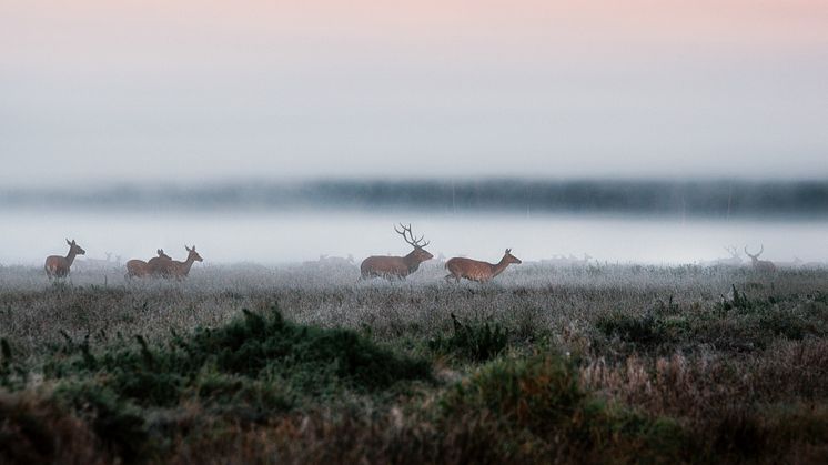 Wild im Wald: Aufgepasst bei Unfällen mit Hirsch und Co.