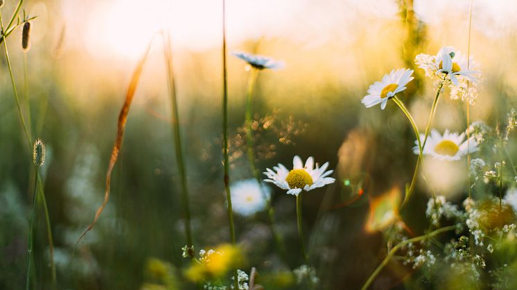 Att det över huvud taget finns några ängar kvar i Dalarna beror på att det finns enskilda människor, familjer och föreningar som lägger ner ett enormt arbete på att sköta sina ängar. Foto: Daiga Ellaby för Unsplash