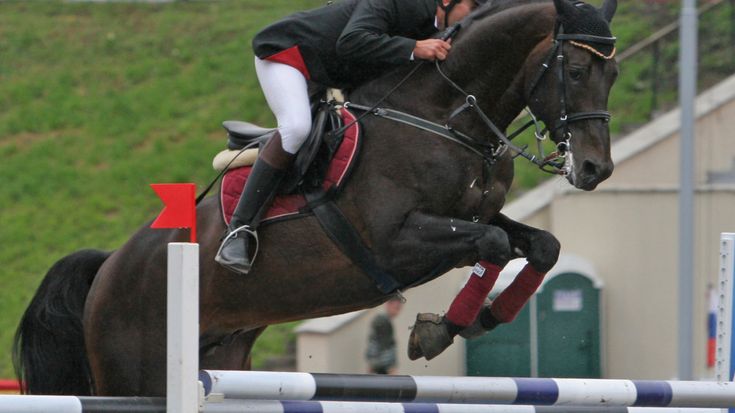 Sweden's horses competing at the Rio games were treated to purified, pollution free water to drink generated by a Bluewater Pro water purifier.