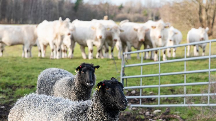 Över nio av tio av KRAVs djurgårdar har naturbetesmark