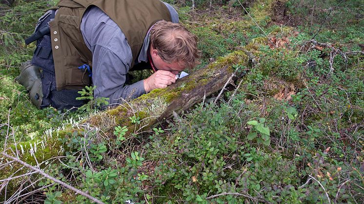 Miljöhänsyn i skogsbruk fungerar