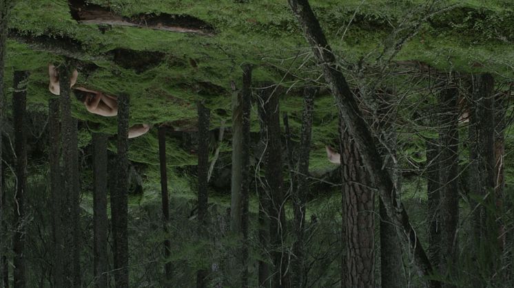 Zheng Bos videoverk Le Sacre du printemps är filmat i skogarna i Dalarna.