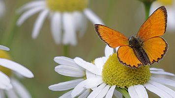 Ekologisk odling gynnar biologisk mångfald