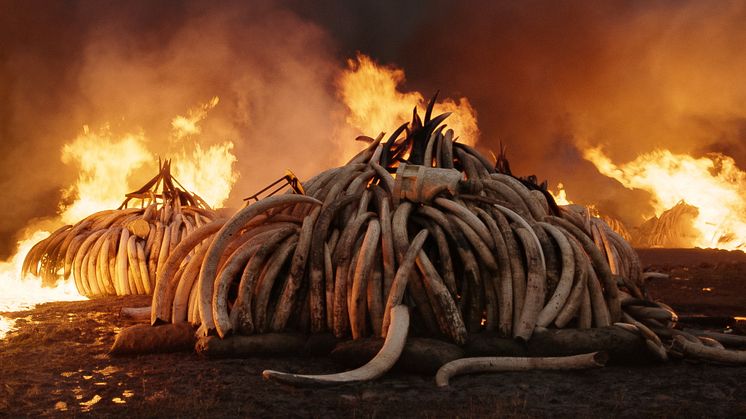 Antropocen: Bränning av elefantbetar, Nairobi National Park, Kenya 2018