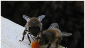 INBJUDAN - Lansering av vild färsk honung