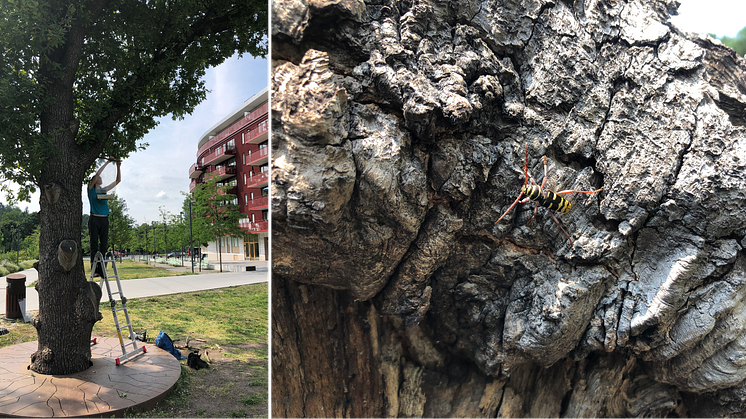 Calluna AB utför en spännande insektsstudie i Norra Djurgårdsstaden åt Stockholms stad. Foton: Anna Koffman (Calluna AB).