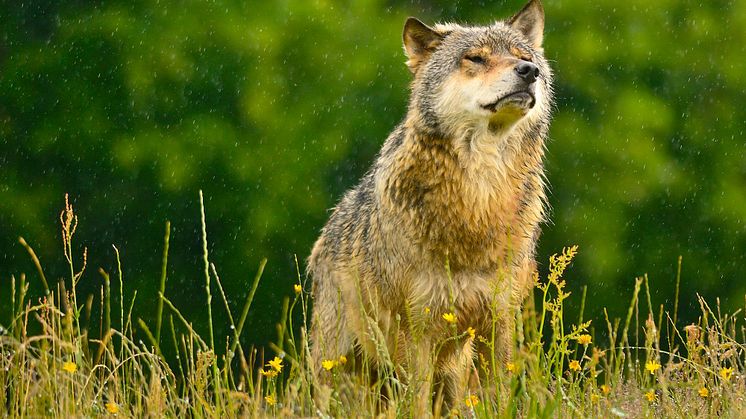 I Danmark kender vi ulven fra eventyr og skrækhistorier, men i virkeligheden lever den slet ikke op til sit ry som aggressiv og glubsk. Foto: Rune Engelbreth Larsen