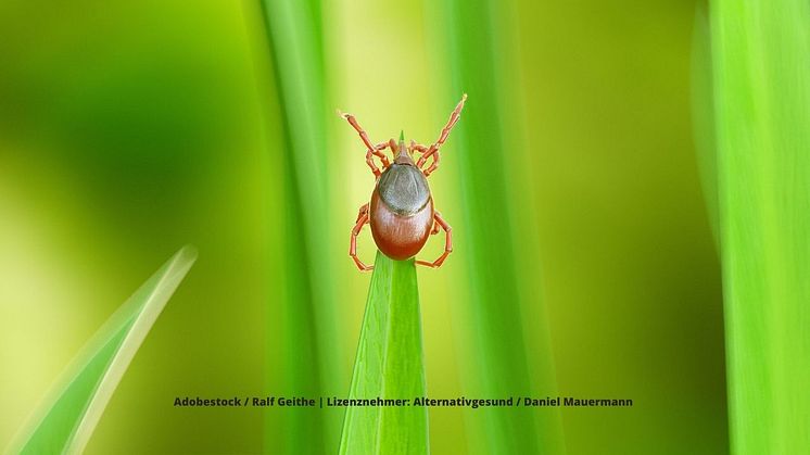 Der Biss einer Zecke kann Borreliose und viele Koinfektionen auslösen. Foto: Adobestock / Ralf Geithe