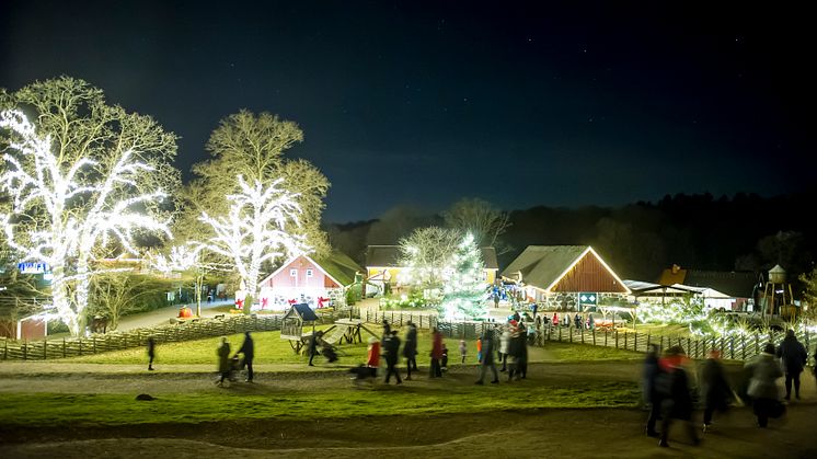 Hundratusen juleljus under Jul i Djurparken 