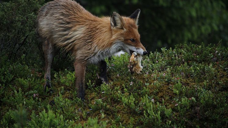 Bilder  värda att bevara vår natur för