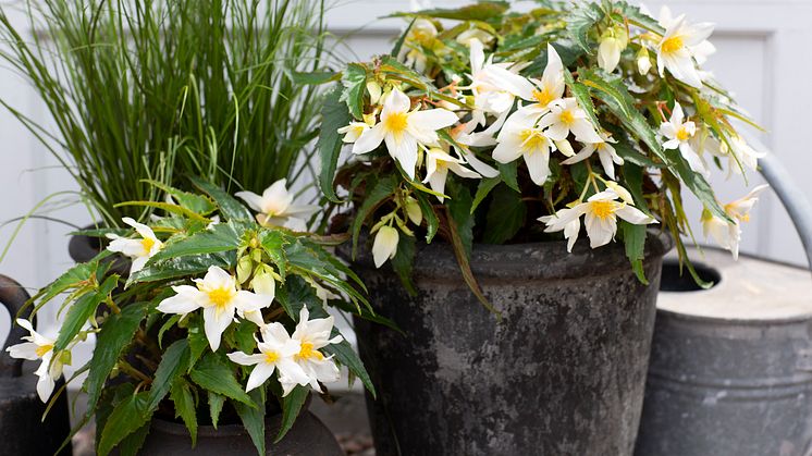 Begonia boliviensis Summerwings Boliviabegonia Foto @annikasnaturligating