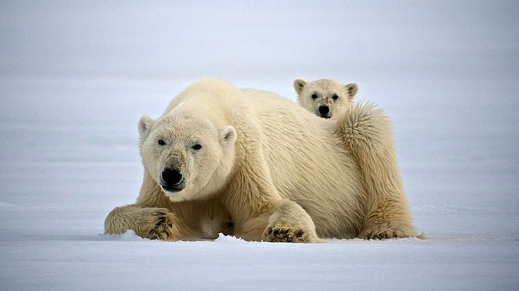 ​Hurtigruten Foundation funds local communities and projects