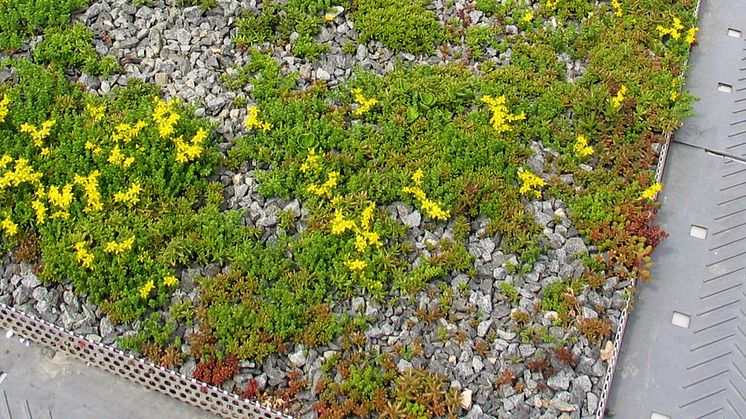 UG Sedum Miljötak efter 6 månader. Efter ca 12 månader är taket helt grönt.