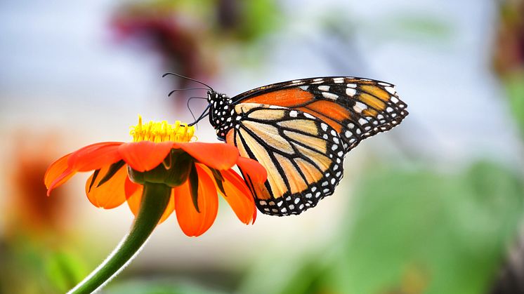 Monarch Butterfly on an Orange Zenia Flower 2