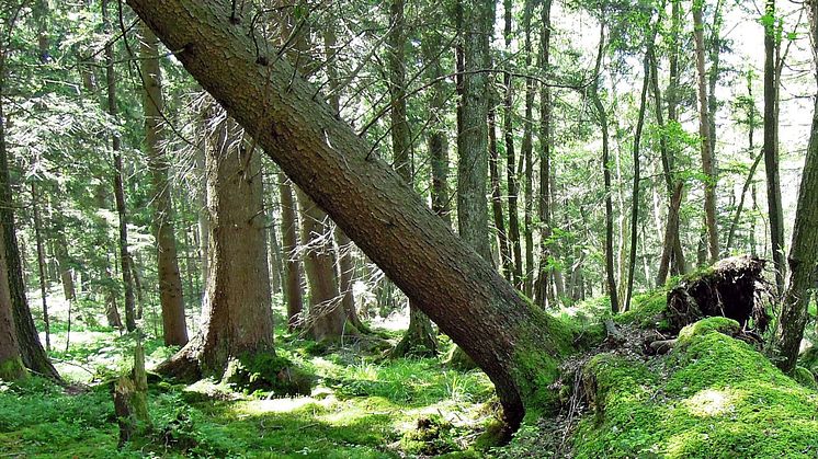 2022-09-23 Fjärranalys vid kartering av skogsskador