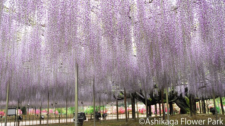 Ashikaga Flower Park