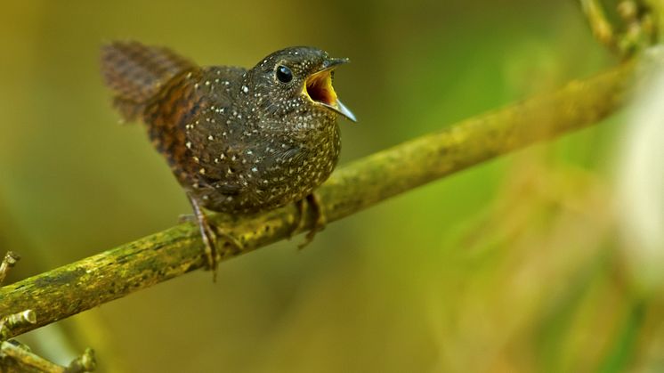 Pärlsmygtimalian som Per Alström "upptäckte" för några år sedan har visat sig vara ’syster’ till flera stora familjer som trastar, flugsnappare, starar med flera. Foto: Ramki Sreenivasan/Conservation India.