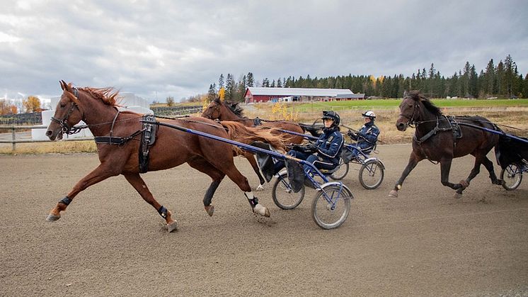 Travhästar under körtest på Wångens travbana. Foto: Kathrin Kienapfel-Henseleit