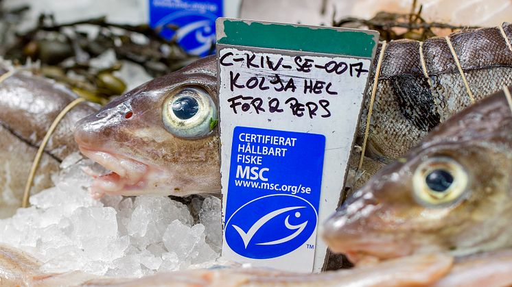 Forskning visar att det lönar sig att vara grön - miljömärkning höjer fisk- och skaldjursföretagens aktiekurser