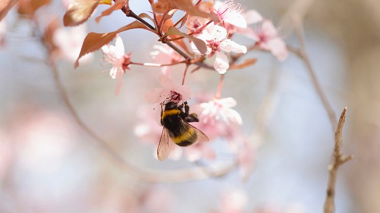 I anledningen Verdensdagen for bier gir Plantasjen gode råd om hvordan man kan bedre pollinerende insekters levevilkår i hagen.