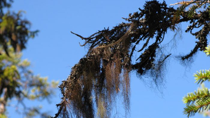 Tagellavar växer främst på trädens grenar. Foto: Per-Anders Esseen.