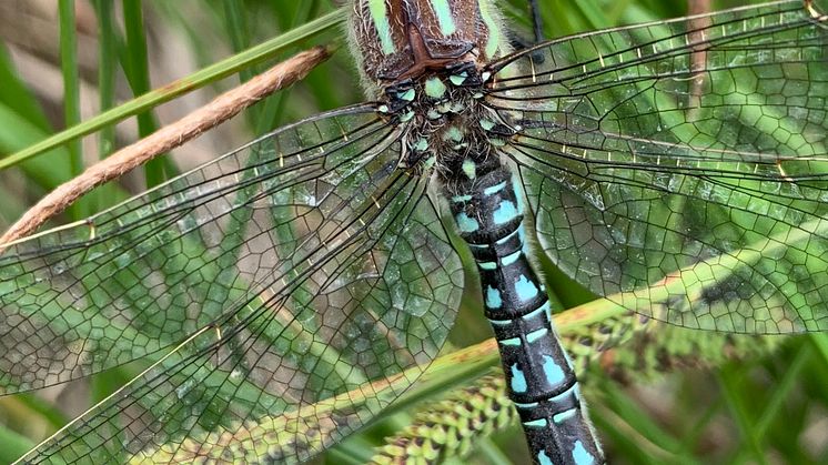 Tidig mosaiktrollslända (Brachytron pratense). Foto: Frank Johansson