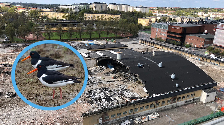 SL värnar om strandskator vid depårivning