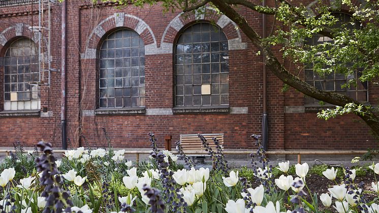 Den lilla parken är över 100 år gammal. De senaste åren har ett gediget arbete ägt rum med att restaurera parken och bevara de gamla träden inför att platsen öppnar för allmänheten. Foto: Varvsstaden AB