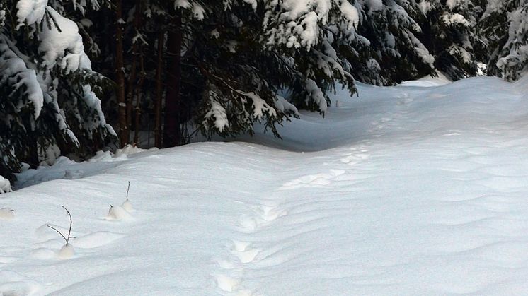 Vargspår i snön. Foto: Mostphotos