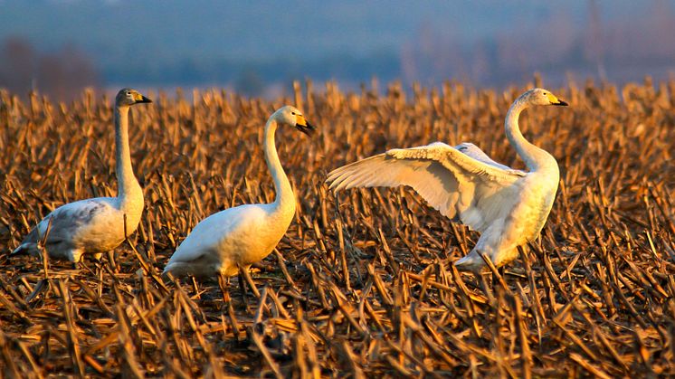 Tanzende Singschwäne - sie sind wieder Wintergäste in Brandenburg. Foto: Ralf Donat.