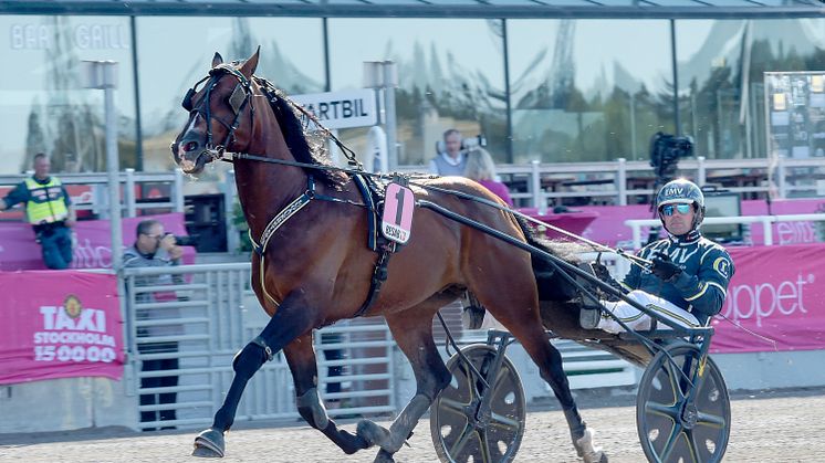 Hemmahästen Night Brodde är en supersprinter enligt tränaren Conrad Lugauer. Foto: Lars Jakobsson/TR Bild