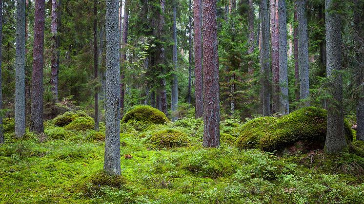 ”Vi behöver kunna mäta och följa upp biologisk mångfald”