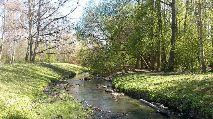 En grönstrukturplan ger förslag på hur gröna värden kan bevaras, förbättras och utvecklas. Foto från Hamrebäcken, Västerås. Foto: Västerås stad