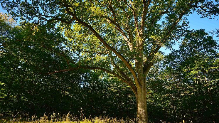 Naturstyrelsen vil fælde over 100 år gamle træer - mens regeringen planlægger at frede dem