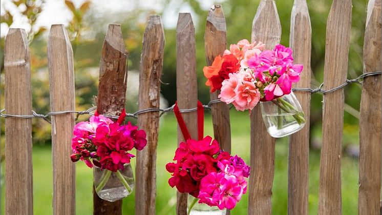 Att använda pelargon som snittblomma är en bra idé!  Foto: ﻿Pelargonium for Europe/Blomsterfrämjandet