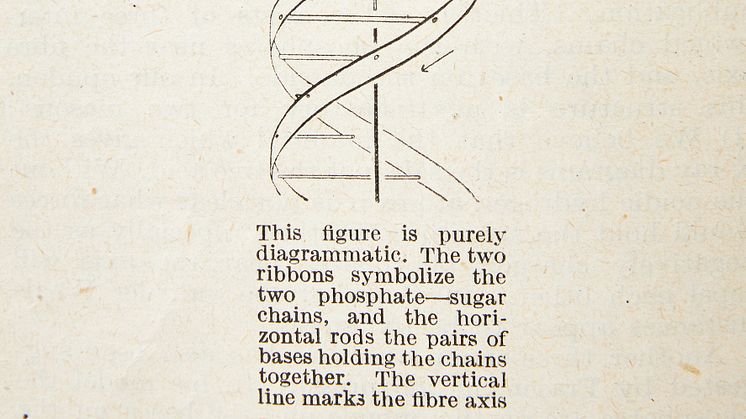 Watson & Crick, the discovery of the structure of DNA 1953