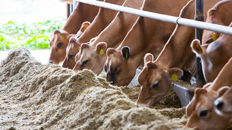 Arla schafft einen Anreiz für den Einsatz von mehr gentechnikfreien Futtermitteln 