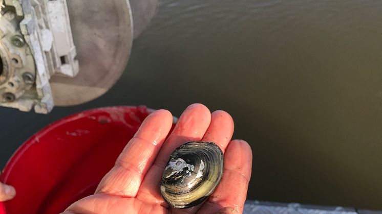 Rödlistad flat dammussla som tagits upp från bottensedimentet i Västerås hamn. Foto: Elin Göthe Nord/Västerås stad.