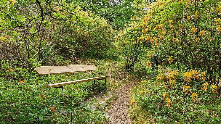 Azaleadalen i Slottsskogen. Foto: Peter Svensson