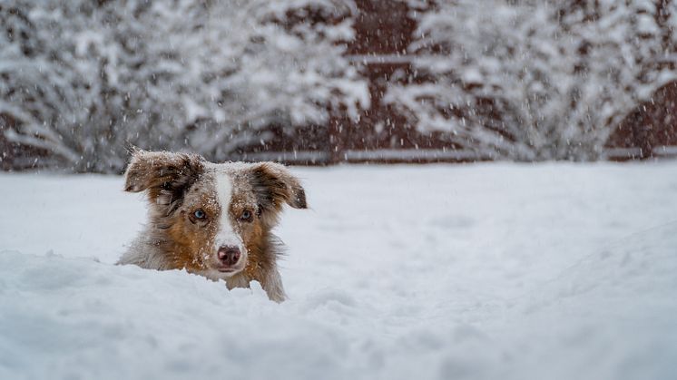 Så skyddar du ditt husdjur – höstmörkret och vinterkylan kommer med sina utmaningar