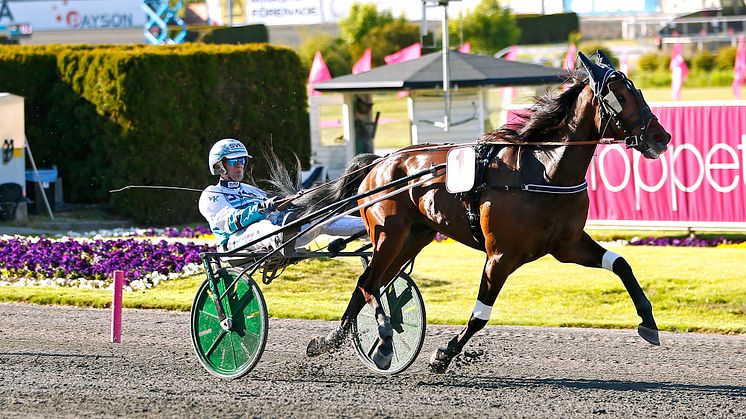 Seismic Wave klar för Elitloppet 2021. Foto: TR Bild