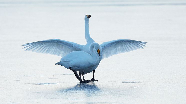 Im Nationalpark Unteres Odertal finden Singschwäne optimale Bedingungen und ein Ausflug zur Beobachtung lohnt sich. Foto:  Josef Vorhold. 