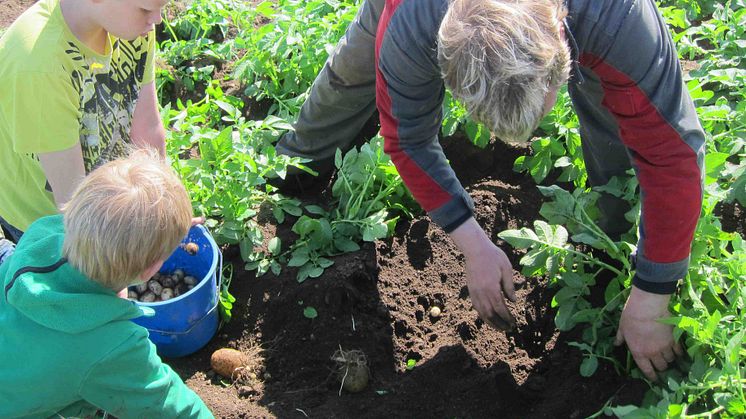 Årets första frilandsodlade färskpotatis såldes för 2 500 kr/kg 