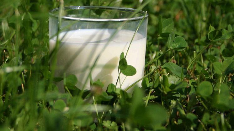 Arla Foods amba increases its milk price for September