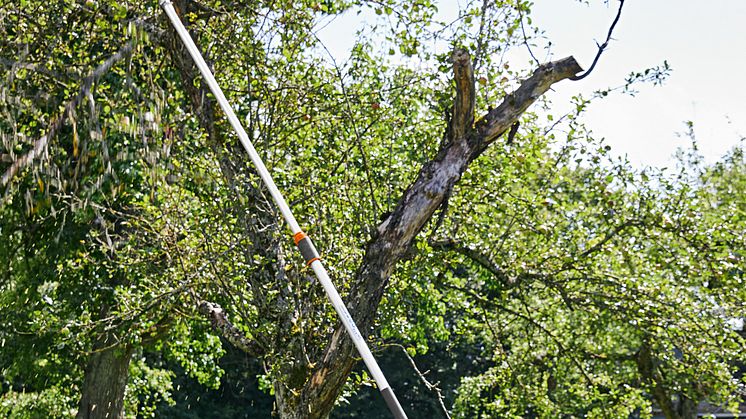 STIHL HTA 135 gjør det enkelt å beskjære høye trær. 